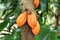 Orange cocoa beans on `Theobroma Cacao` Cacao tree