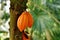 Orange cocoa pods with beans hanging on Cacao tree