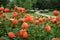 Orange color Ball Dahlias with foliage in park Baden-Baden