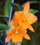 Orange color of Brassolaelio Cattleya 'Fuchs Orange Nugget Lea' orchids