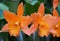 Orange color of Brassolaelio Cattleya 'Fuchs Orange Nugget Lea' orchids