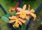 Orange color of Brassolaelio Cattleya Golden Tang orchids