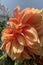 A orange color dahlia flower
