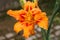 Orange color daylily flower Hemerocallis decorative flower with rain drops close up