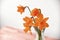 Orange color edited daffodils in a glass vase with neutral background horizontal.