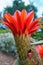 Orange color flower of Hybrid Torch Cactus