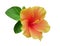 Orange color hibiscus flower with bud and leaves on white background, path