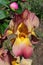 Orange color iris flower with big lush petals