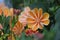 Orange color Lewisia cotyledon flower
