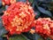 Orange color of Maui Ixora flowers that attracts butterflies