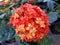 The orange color of Maui Ixora flowers that attracts butterflies