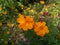 Orange color Mexican aster flower.