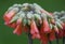 Orange color of Mother-Of-Thousands flower from a Stonecrop family plant