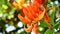 Orange color new guinea creeper flower