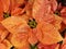 Orange color poinsettia plant decorated with glitter