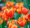 Orange color tulip flower