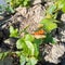 orange colored butterflies perch on plants