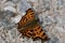 Orange colored butterfly called small tortoiseshell