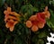 Orange colored Chinese trumpet vine flowers known by scientific name Campsis grandiflora