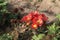 orange colored chrysantheme rot tautropfen flower on farm
