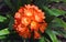 Orange colored cluster of trumpet-shaped flowers Clivia miniata