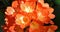 Orange colored cluster of trumpet-shaped flowers Clivia miniata