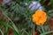 Orange colored Cosmos Flower in the backyard