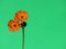 Orange colored flower against mint green background.