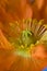 Orange-colored flower of Iceland poppy