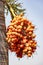 A orange colored fruit - betel nuts growth in a bunch at palm tree - Areca nut palm