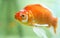 Orange colored goldfish casually swims to the front of the aquarium