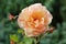 Orange colored rose blossom