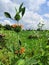 Orange colored wild meadow flower in front of green field and bright cloudy sky of blue white.