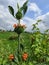 Orange colored wild meadow flower in front of green field and bright cloudy sky of blue white.