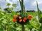 Orange colored wild meadow flower in front of green field and bright cloudy sky of blue white in close up macro.