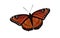 Orange colored Winged Monarch - Butterfly Vector