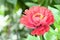 Orange colored zinnia