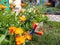 Orange colorful calendula claws blossom and water sprinkler