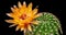 Orange Colorful Flower Timelapse of Blooming Cactus Opening