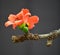 Orange colour flower with dark background