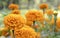 Orange colour marigold flower blooming Indian garden