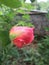 Orange colour rose bud with tiny rainy droplets