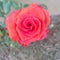 Orange colour rose flower