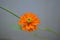 Orange coloured double layer cosmos flower on a plant. Beauty in nature.