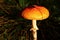 Orange coloured Fly Amanita mushroom, also called Fly Agaric, latin name Amanita Muscaria, sunbathing in october afternoon sun