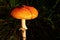 Orange coloured Fly Amanita mushroom, also called Fly Agaric, latin name Amanita Muscaria, sunbathing in october afternoon sun