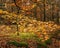 Orange coloured leaves on a branch in autumn.