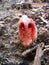 Orange columns of a Clathrus columnatus fungus