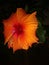 Orange colur hibiscus