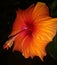 Orange colur hibiscus